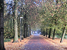 Road lined with trees on both sides