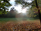 Green field with grass and trees in the background and leaves in the foreground