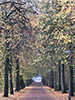 Road lined with trees on both sides