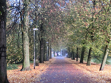 Road lined with trees on both sides