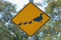 Duck crossing sign